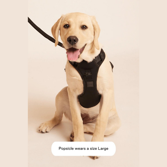 Easy Fit Harness