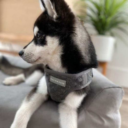 Emil Dog Harness