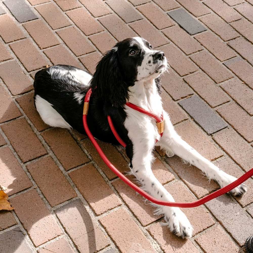 New Ray Harness Red